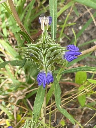 Blepharis linariaefolia fullplant2.jpg